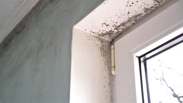 Mold Remediation for Rental Properties in Kerman, CA