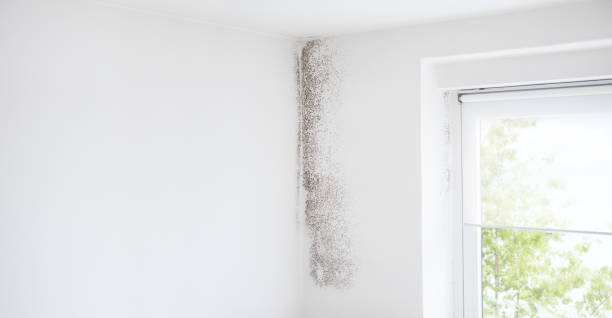 Best Residential Mold Inspection & Testing  in Kerman, CA