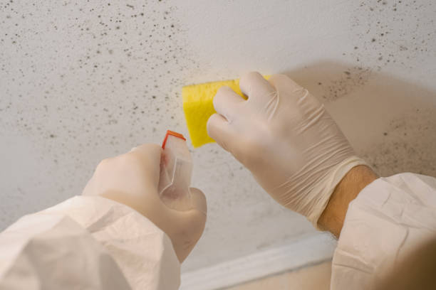 Best Mold Documentation for Insurance Claims  in Kerman, CA