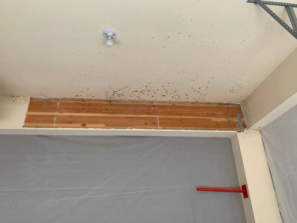 Best Mold Prevention Services  in Kerman, CA