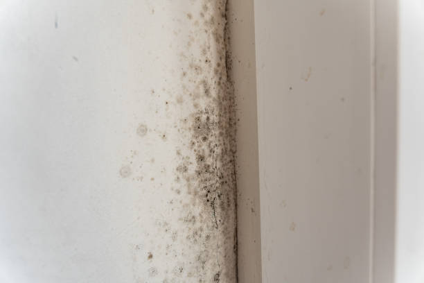 Best Mold Remediation for Rental Properties  in Kerman, CA